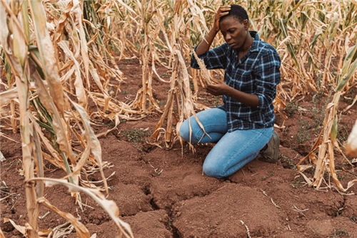 Extreme Heat Pushes Agrifood Systems To The Brink
